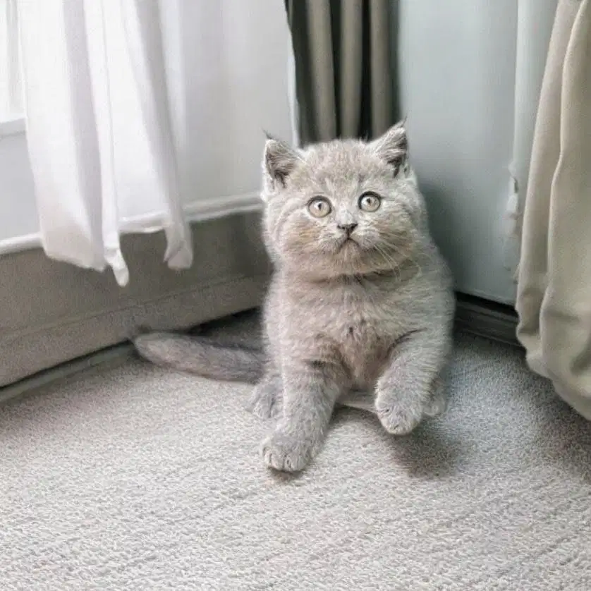 Kitten British Shorthair