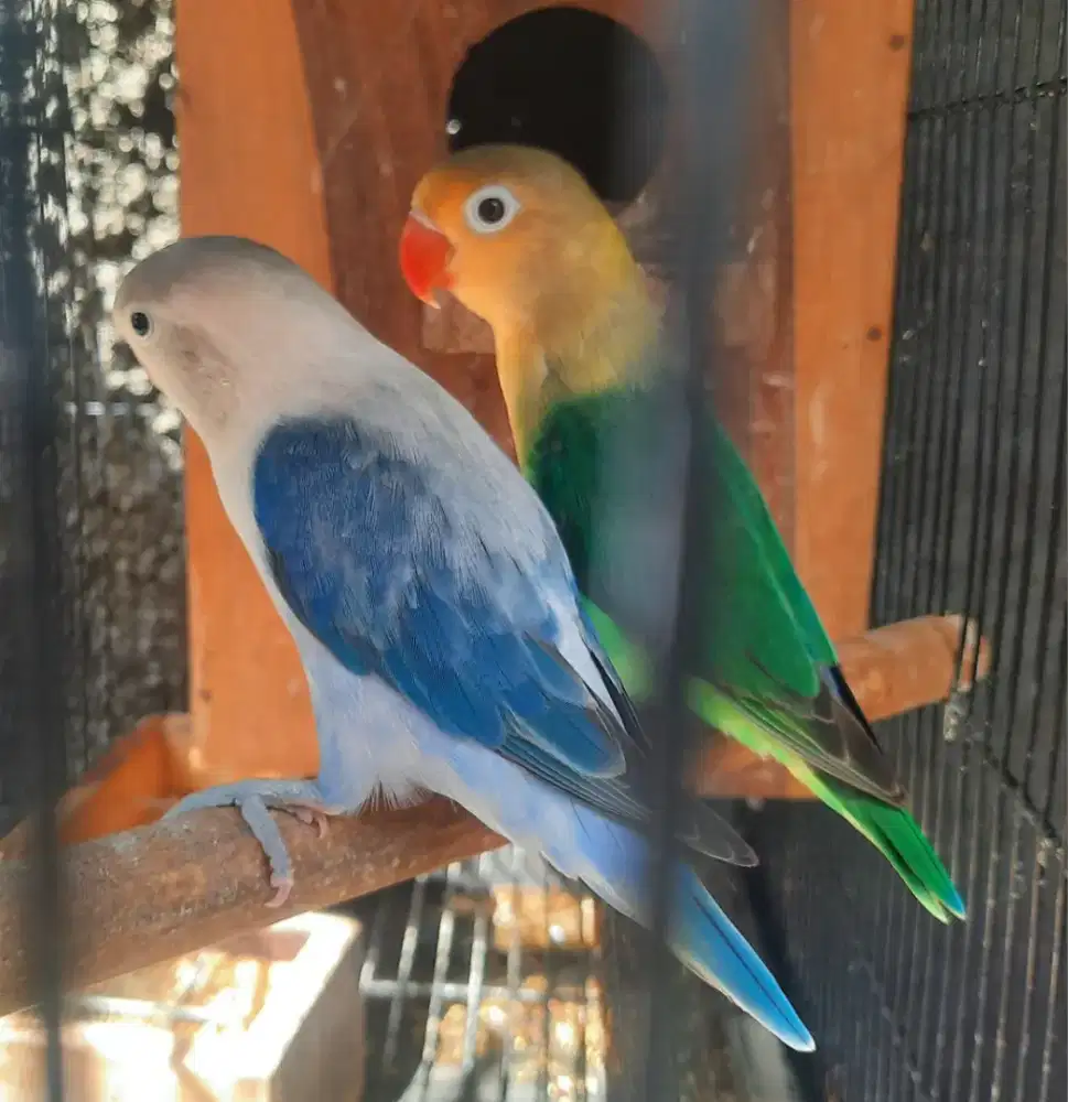 Lovebird Aqua dan Biola Euwing Blue jantan dewasa semua