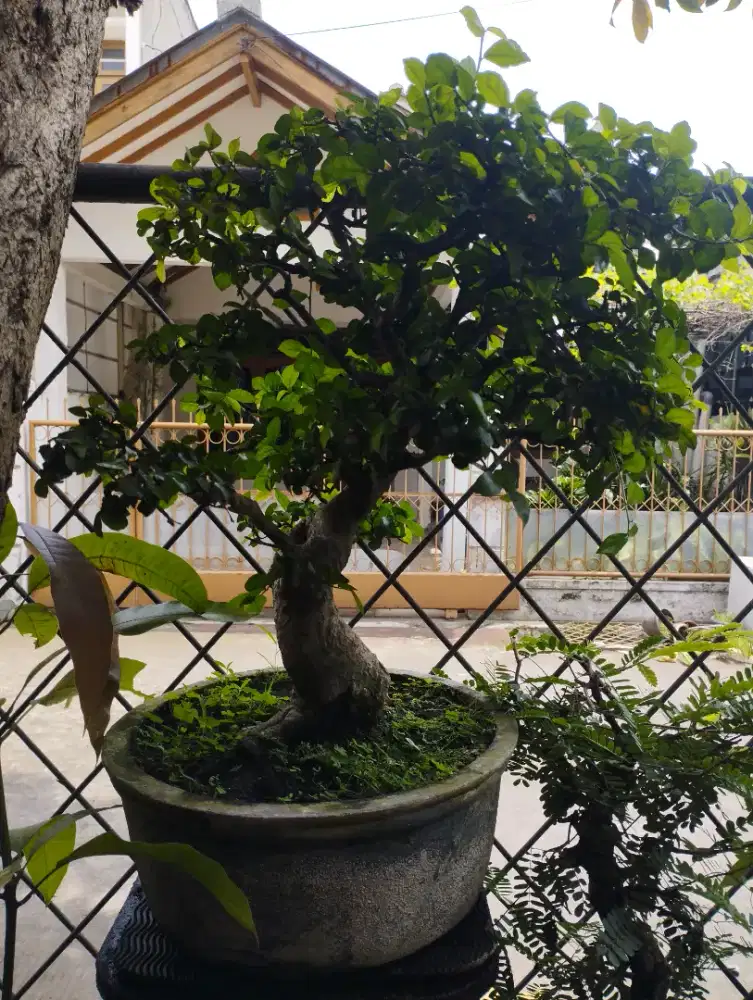 Pohon Bonsai serut