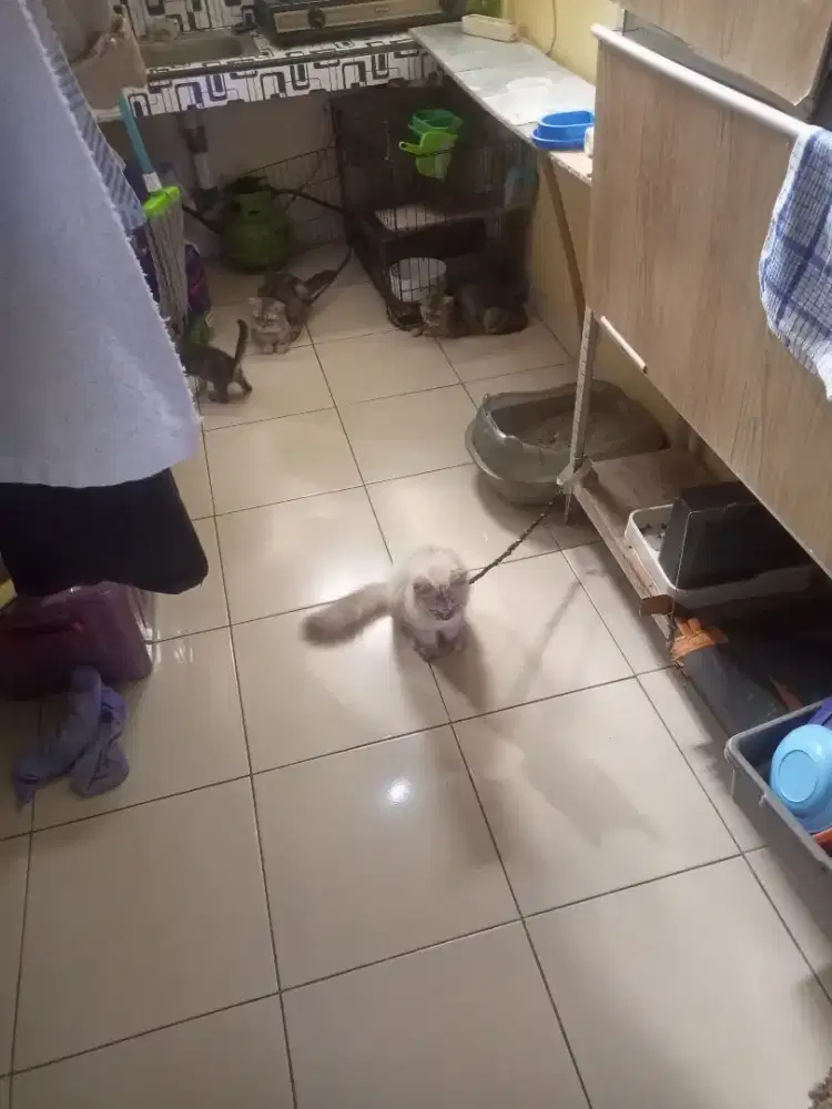 lepas adopsi kucing dewasa