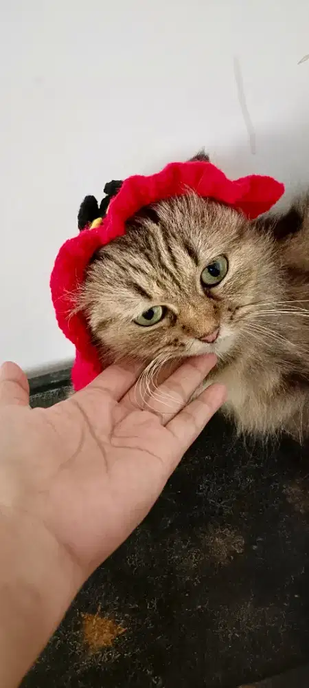 Merawat kucing, beraihkan kandang, mandikan kucing