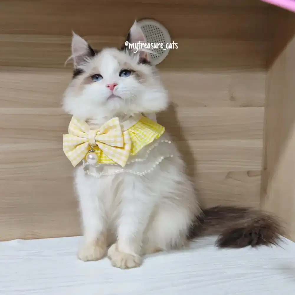 Kucing Kitten Ragdoll Seal Bicolor Jantan NON PED