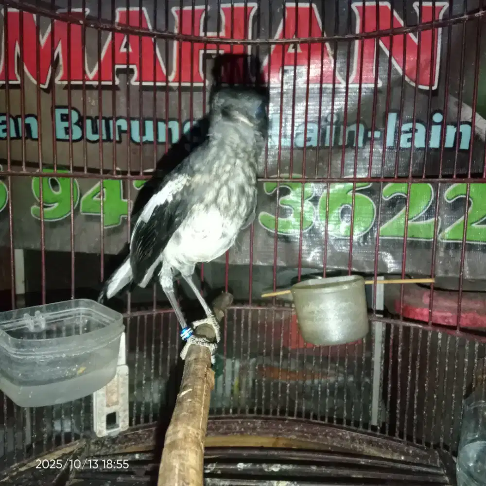 Kacer trotol jantan