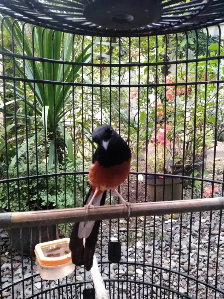 Burung murai batu aceh