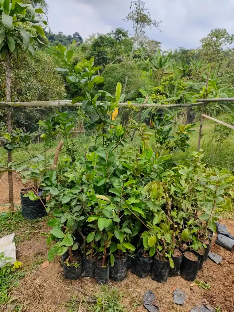 Bibit jambu kristal