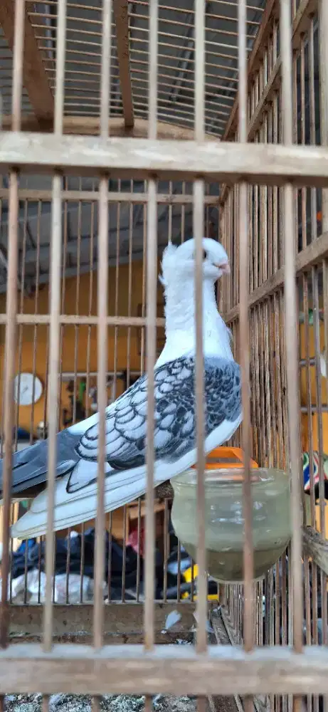 Burung merpati Hias Santinet