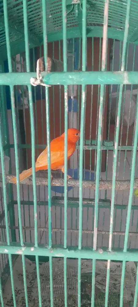 Tembean kenari merah lokal siap dijodohkan
