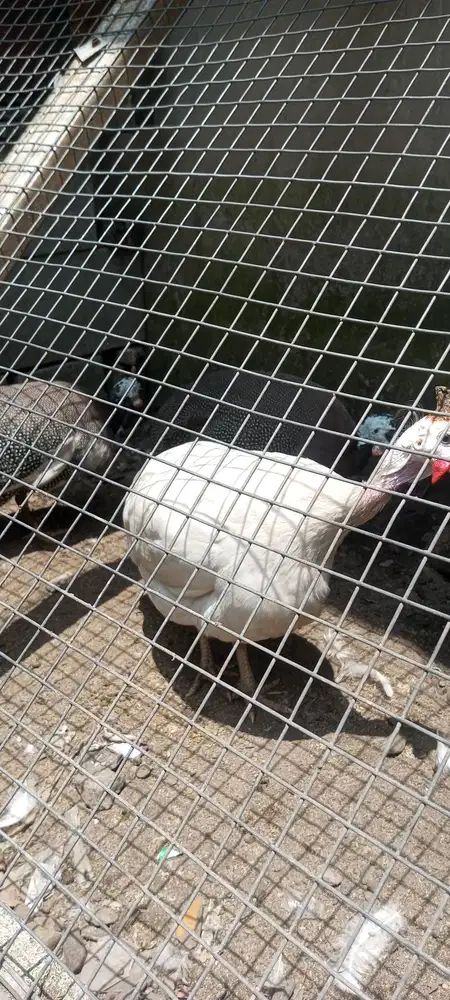 indukan ayam mutiara