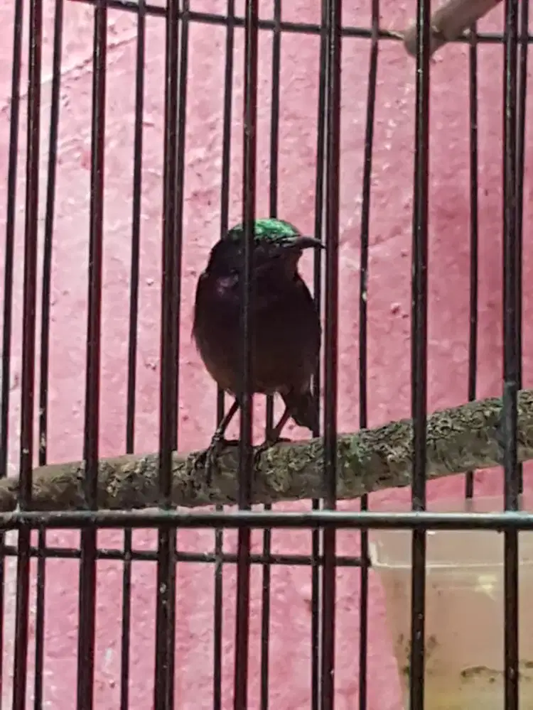 Konim darcok mulus dah rajin bunyi