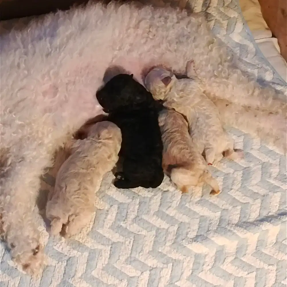 Open booking pure poodle