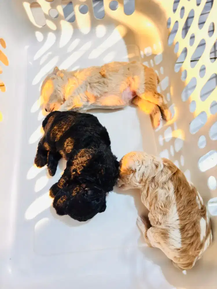 Open booking pure poodle