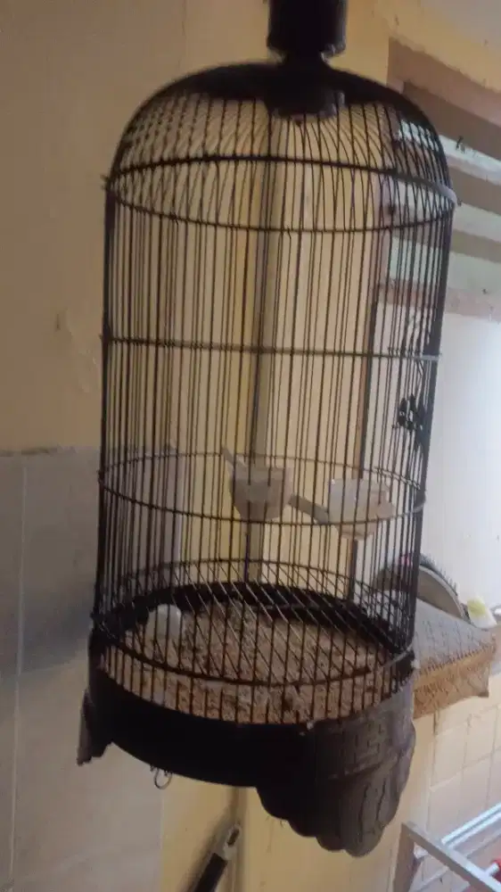 Sangkar burung buterfly