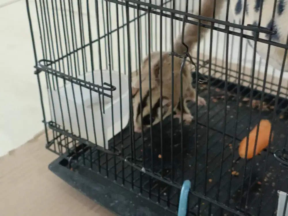 Sugarglider warna grey.