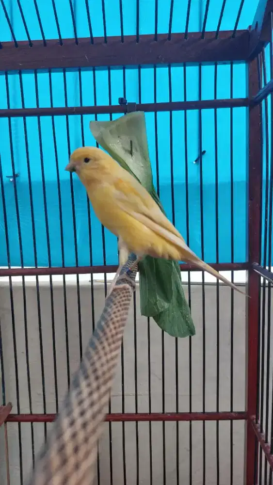 Kenari paud AF kuning