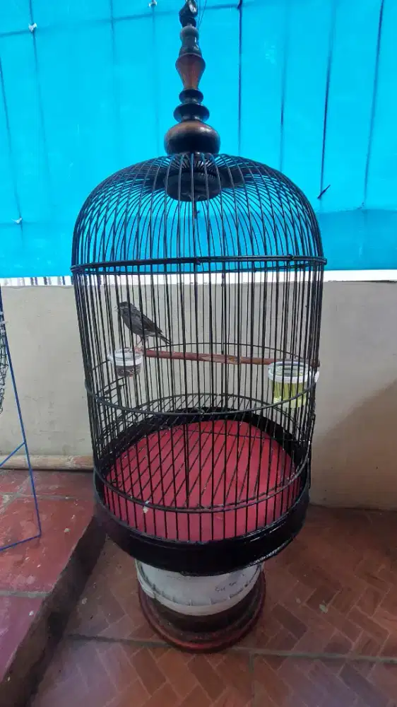 Kenari Loper Starblue