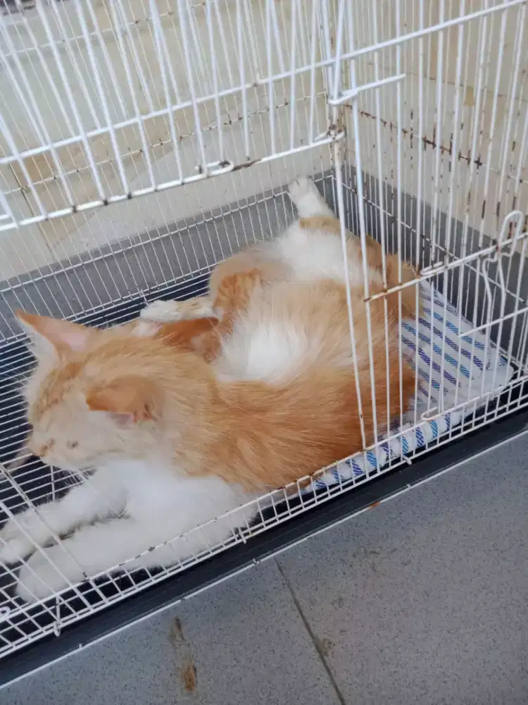 Kucing persia mix dom indukan plus anakan 5