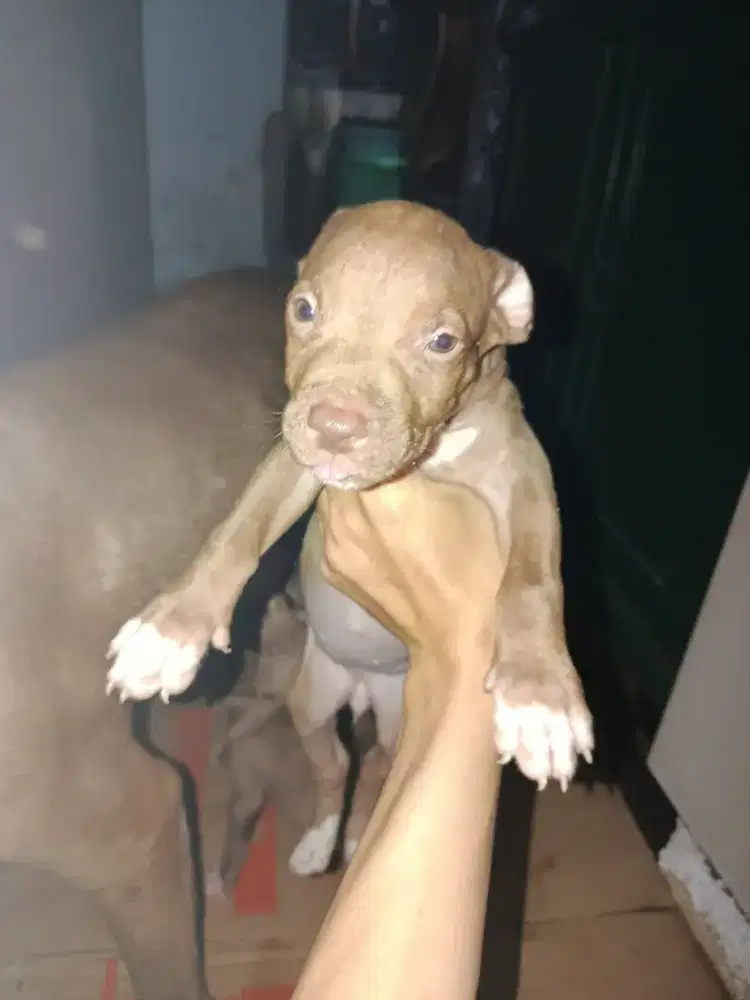 ( termurah ) puppies pitbull non stb