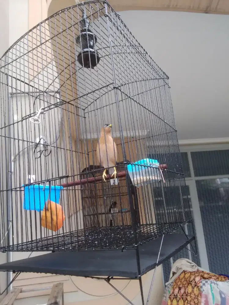 Burung jalak brahma jantan gacor .