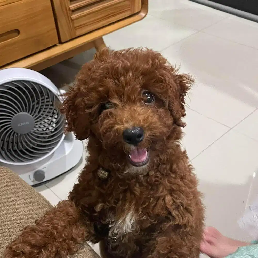 Dijual poodle gemes
