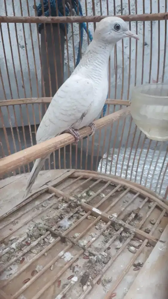 Perkutut putih mulus udah rajin bunyi