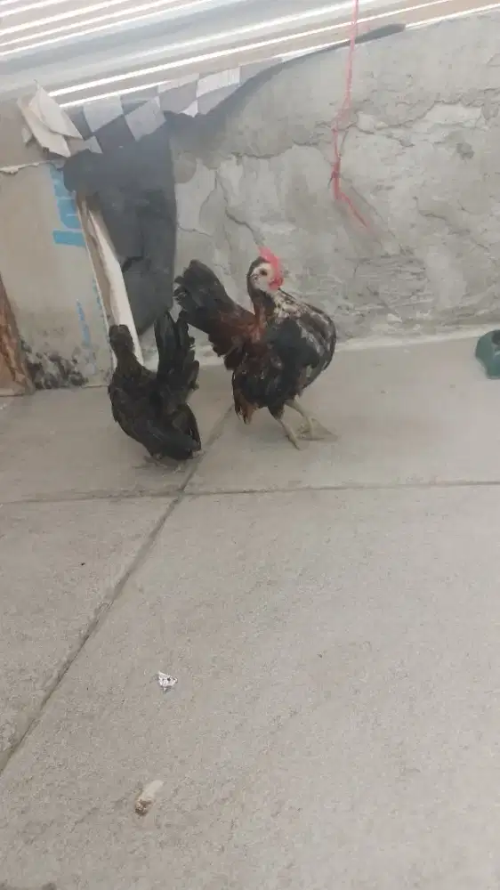 Ayam serama 1 psang