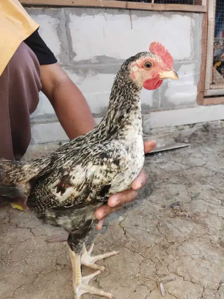jual ayam ambil lokaai