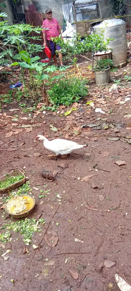 Paket ternak mentok