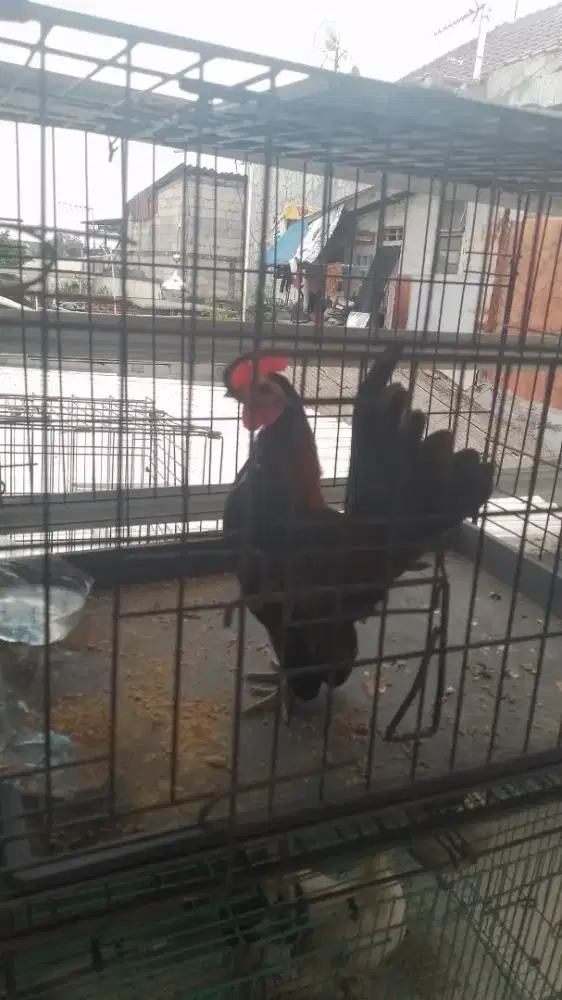 Ayam serama dewasa