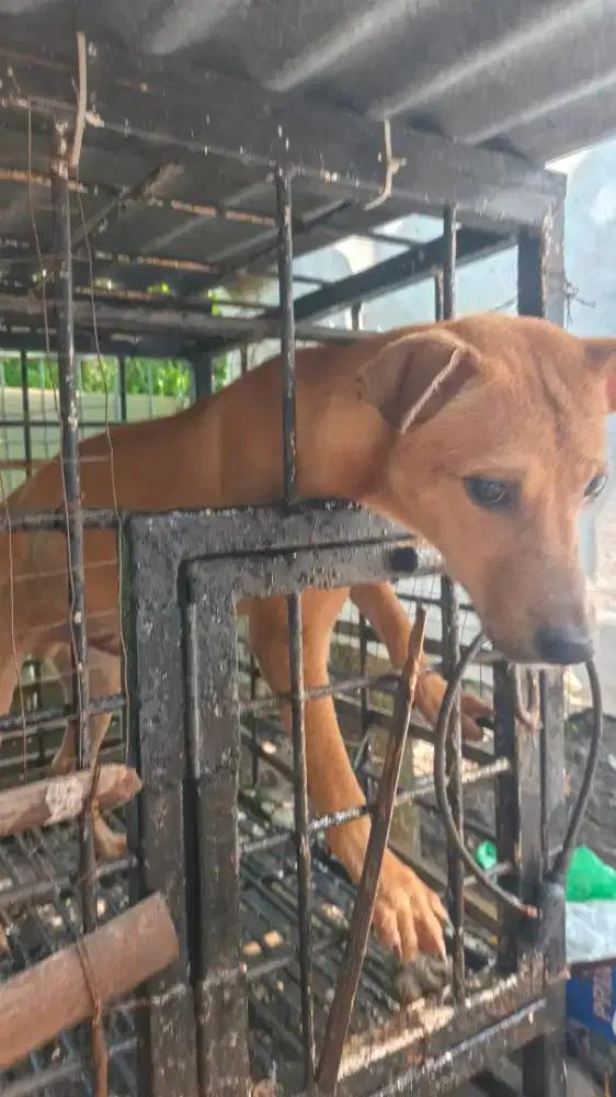 Anjing jantan, untuk berburu dan penjaga