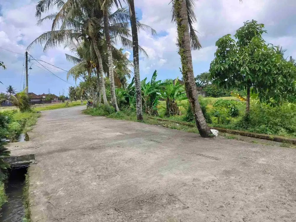 jua tanah.lokasi kerambitan 10 are hrga125 jt/ are