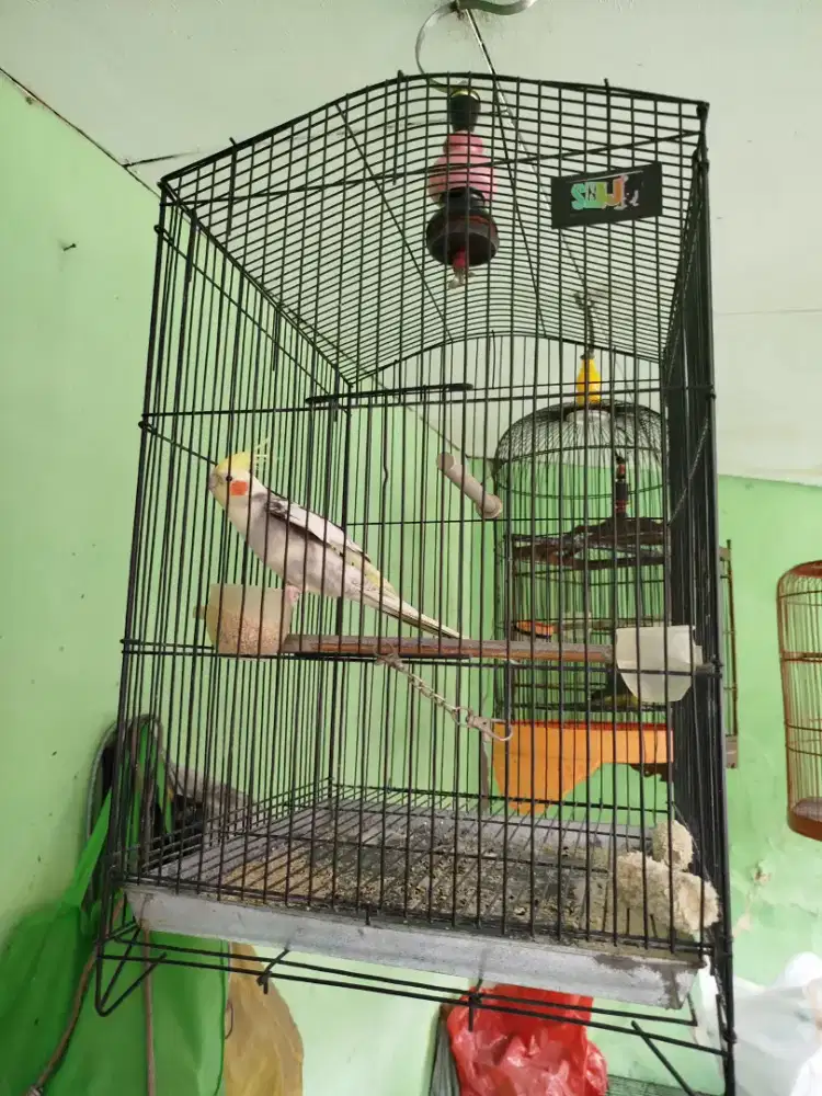 Jual burung parkir Australia falk