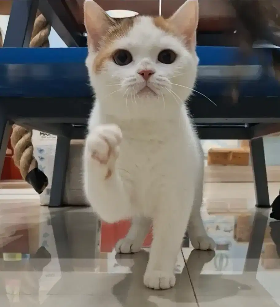 Munchkin NS calico
