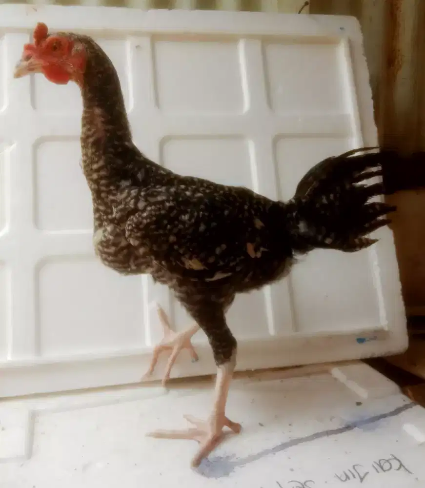 AYAM PELUNG ANAKAN