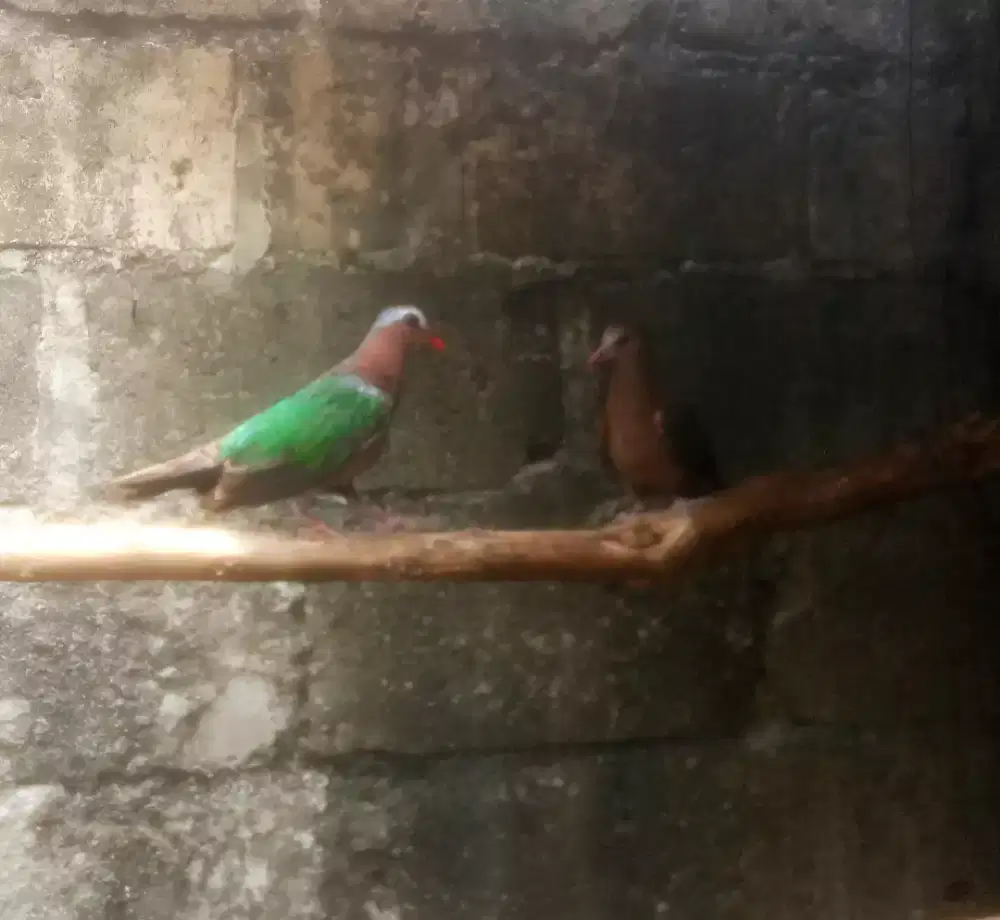 MERPATI PUNAI TANAH