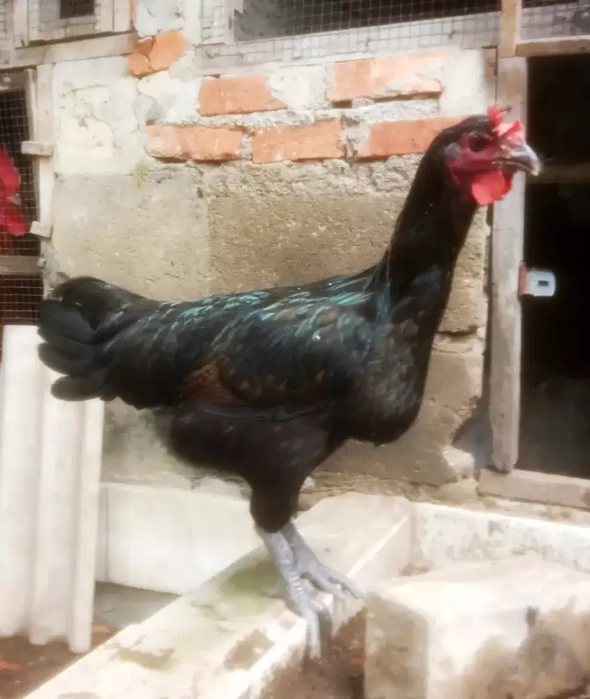 AYAM PELUNG BETINA