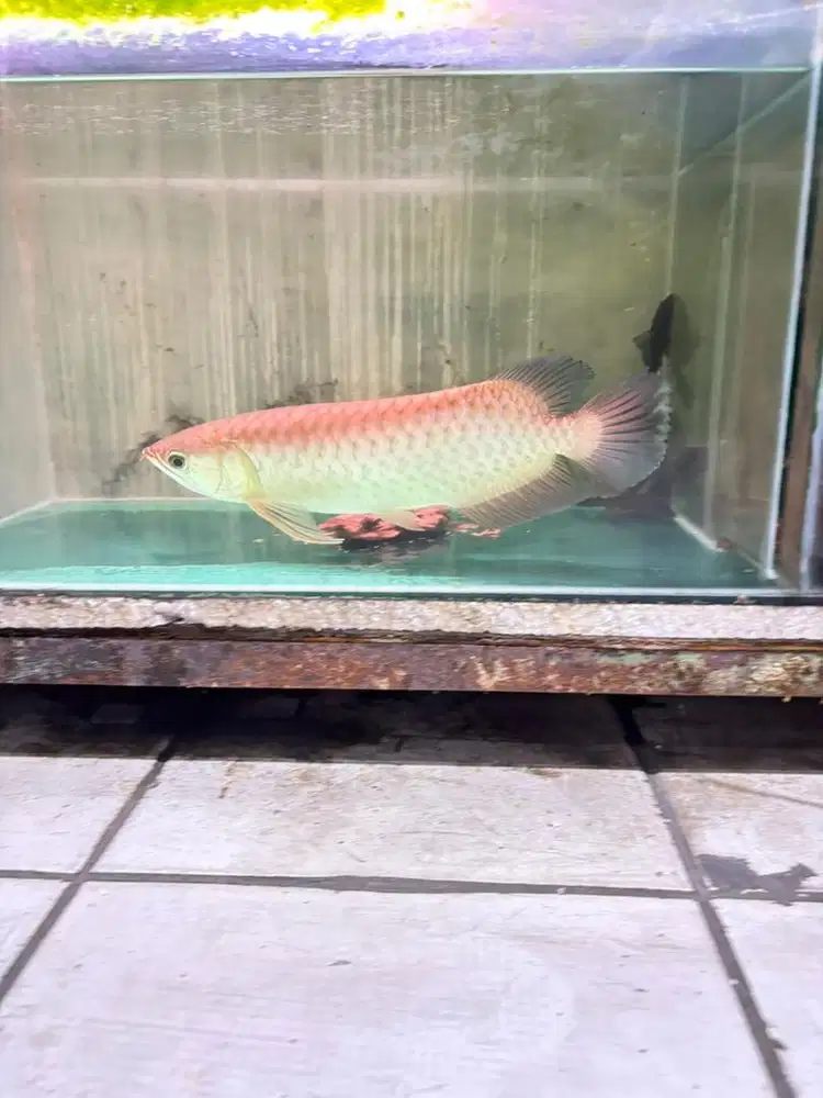 Ikan arwana green pino 35cm lengkap