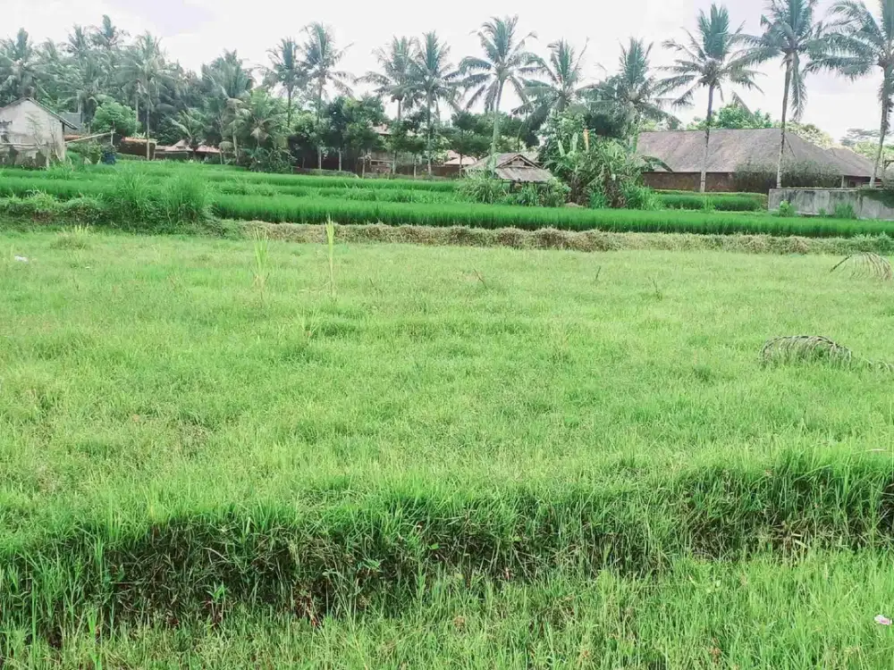 land  for sale .cantik dan strategis  luas  10 are . 20 menit ke ubud kota