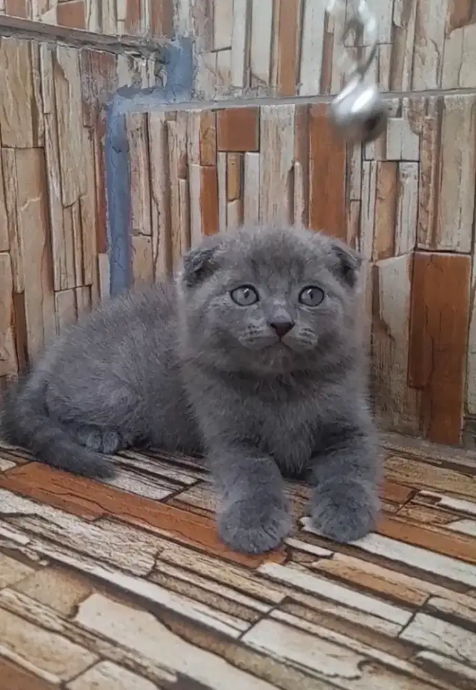 Kitten scottish fold