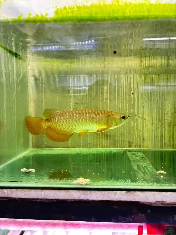 Ikan arwana golden red 33cm lengkap