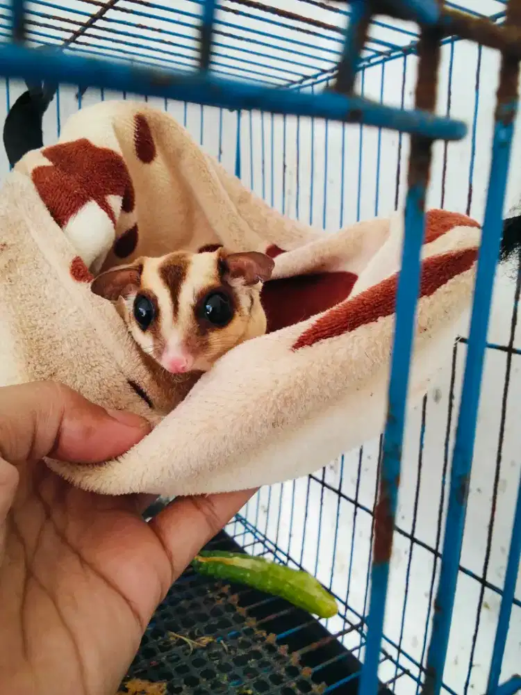 Sugar glider sejodo