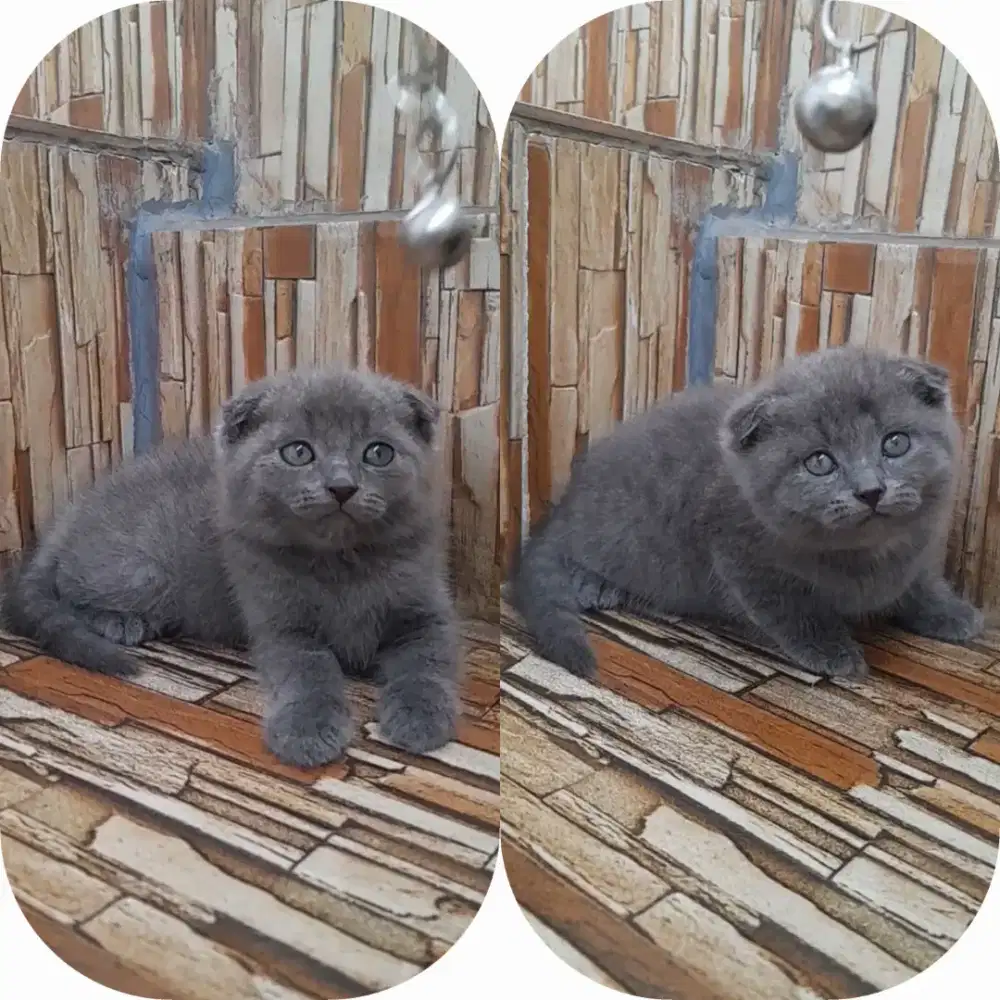 Kitten scottish fold sepasang