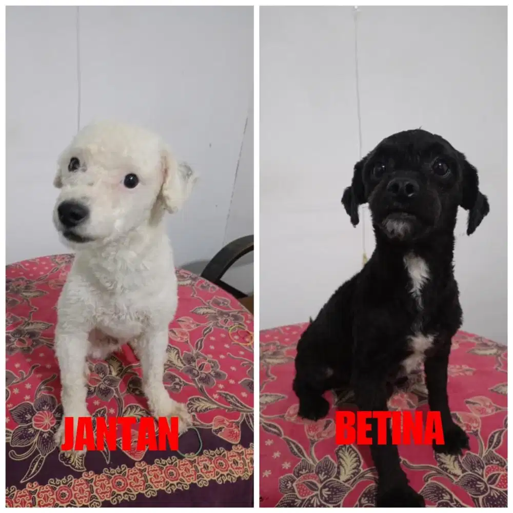 Poodle X bichon 10 bulan