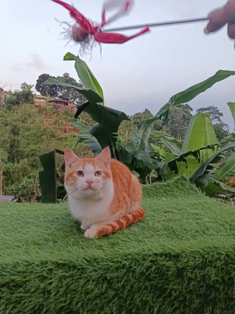 Kucing BSH british shorthair scottish munchkin mainecoon peaknose  exo