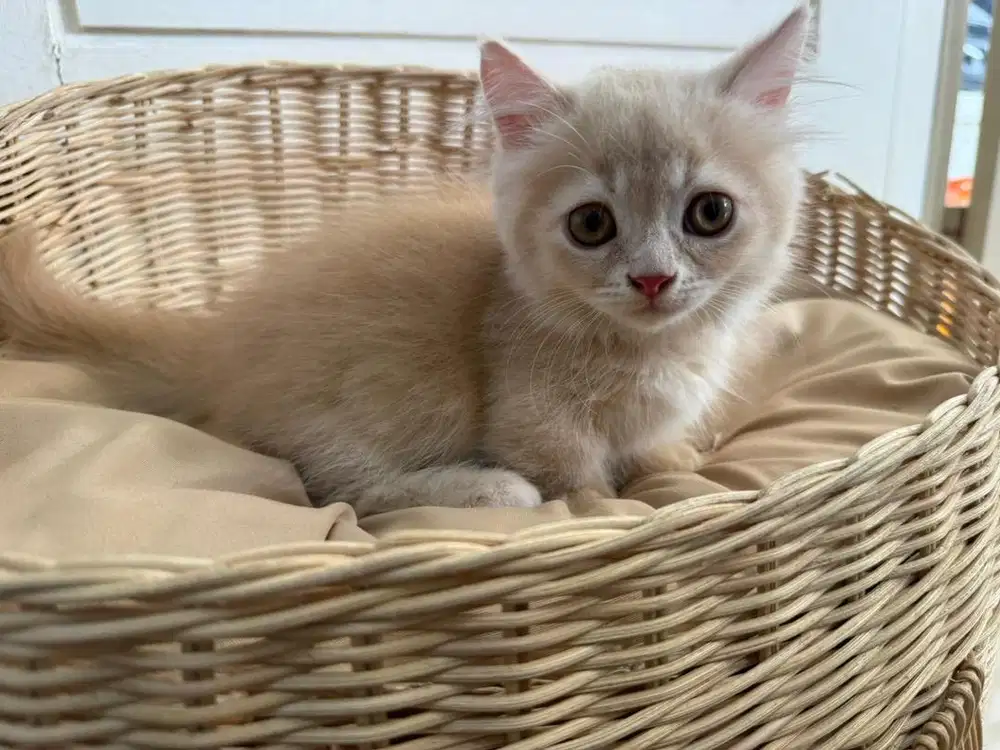Kucing munchkin ( kaki pendek )
