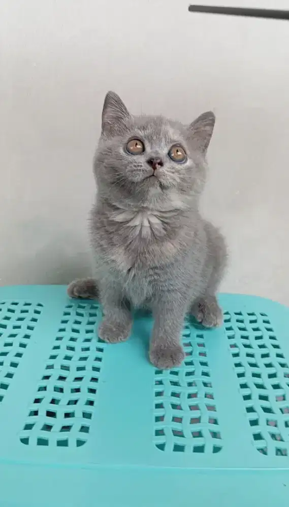 BRITISH SHORTHAIR/BSH
