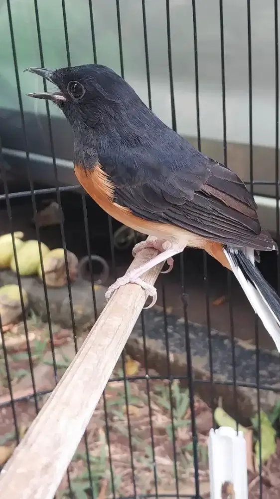 Jual burung muray