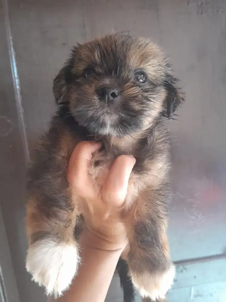 Anakan dogi ras kecil