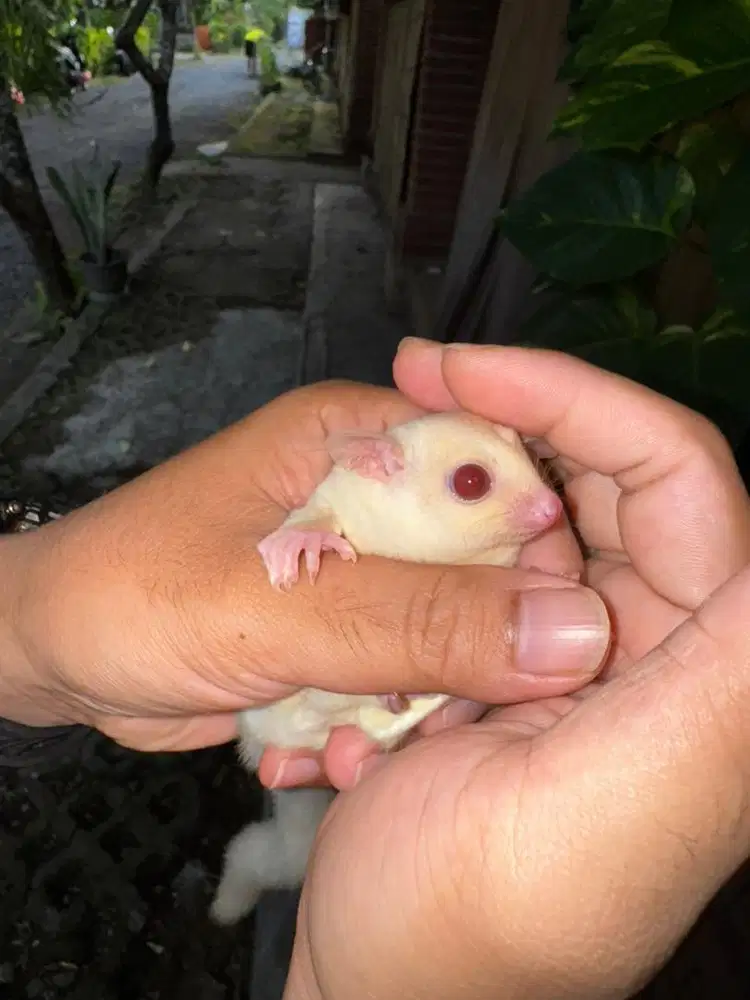 Sugar Glider Joey Albino (open booking)
