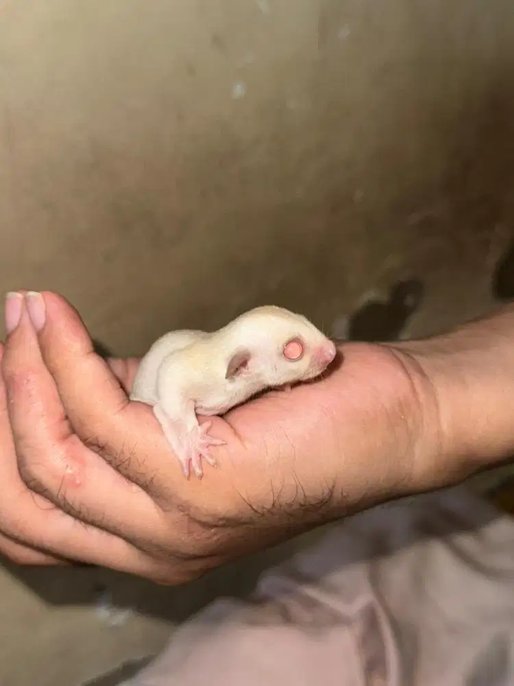 Joey Sugar Glider Creamino het Leu