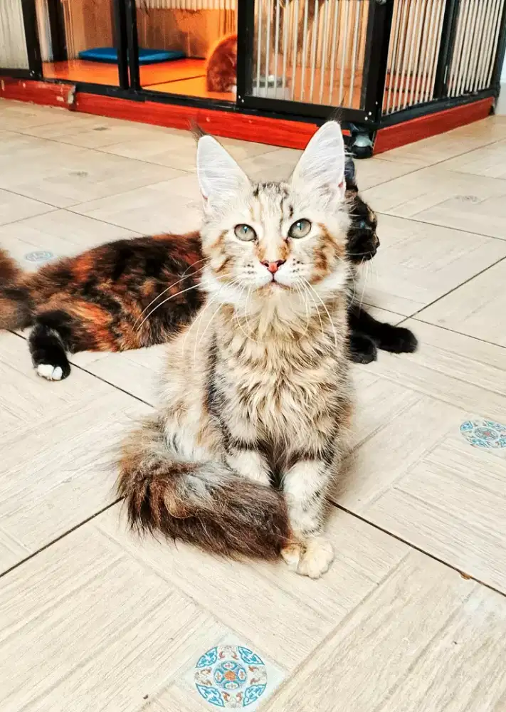 Kitten MaineCoon Betina Pure No mix. Induk ped Cfa  Show quality